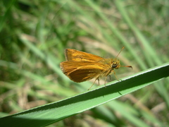 Corticea immocerinus