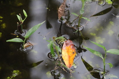 Trachemys scripta scripta