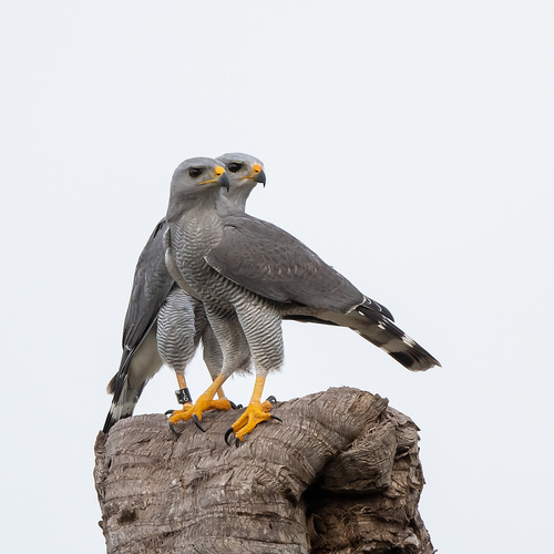 Gray Hawk