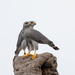 Gray Hawk - Photo (c) Mike Stewart, some rights reserved (CC BY-NC), uploaded by Mike Stewart
