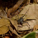Guascaleptes torulosus - Photo (c) Liu Idárraga Orozco, μερικά δικαιώματα διατηρούνται (CC BY-NC), uploaded by Liu Idárraga Orozco