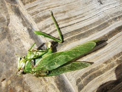 Philophyllia guttulata