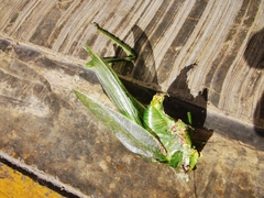 Philophyllia guttulata