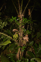 Bactris setosa
