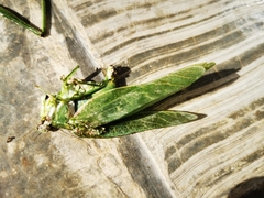 Philophyllia guttulata