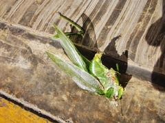 Philophyllia guttulata