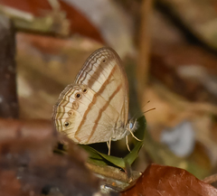 Caeruleuptychia probata