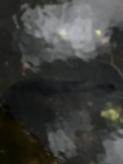 Micropterus floridanus