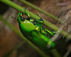 Ischiopsopha wallacei