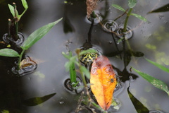 Trachemys scripta scripta