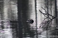 Trachemys scripta scripta