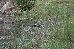 Trachemys scripta scripta