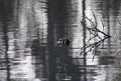 Trachemys scripta scripta