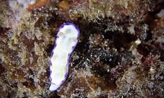 Goniobranchus albopustulosus