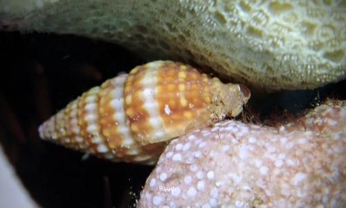 Vexillum aureolatum observed 2021-12-24