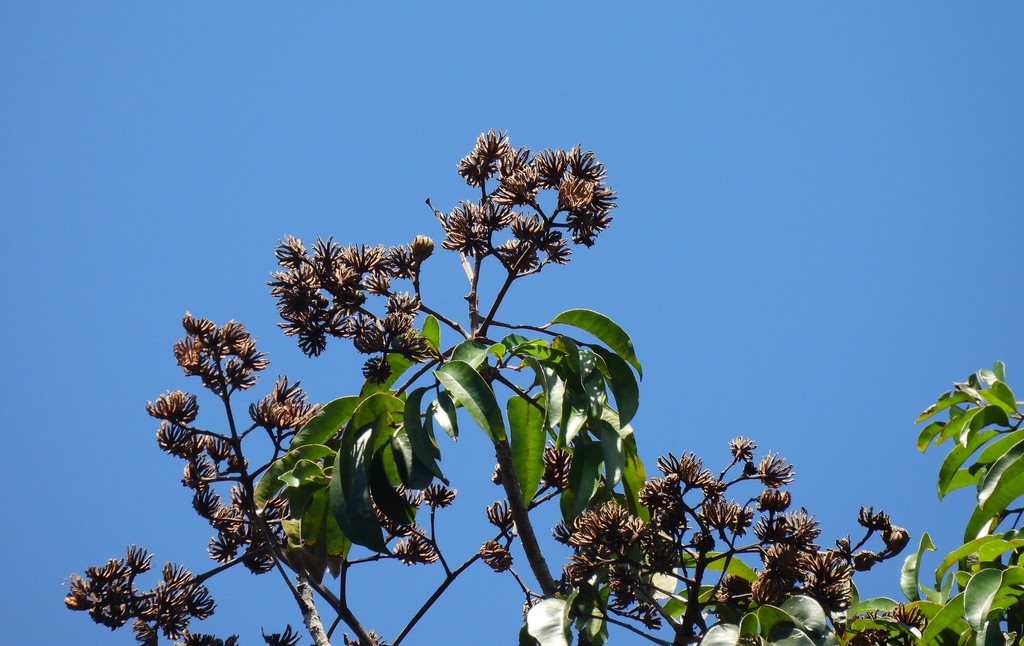 Blepharocarya involucrigera