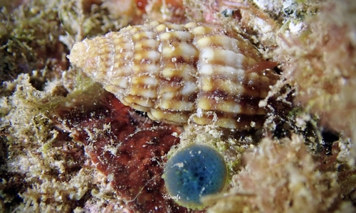 Vexillum aureolatum observed 2021-12-24