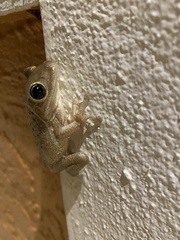 Osteopilus septentrionalis