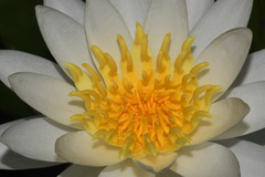 Nymphaea odorata odorata