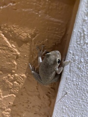 Osteopilus septentrionalis