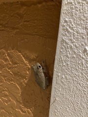 Osteopilus septentrionalis