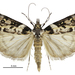 Scoparia diphtheralis - Photo (c) Landcare Research New Zealand Ltd., μερικά δικαιώματα διατηρούνται (CC BY)