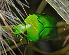 Ischiopsopha wallacei