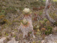 Espeletia jimenezquesadae