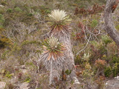 Espeletia jimenezquesadae