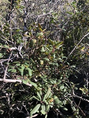 Frangula californica californica