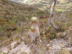 Espeletia jimenezquesadae