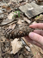 Baeospora
