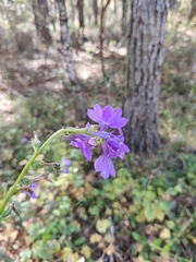 Lobelia apalachicolensis