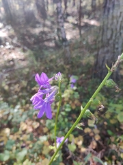 Lobelia apalachicolensis