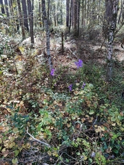 Lobelia apalachicolensis