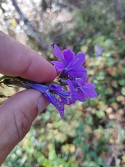 Lobelia apalachicolensis