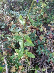 Lobelia apalachicolensis