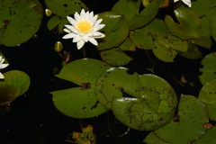 Nymphaea odorata odorata