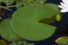 Nymphaea odorata odorata
