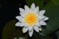 Nymphaea odorata odorata