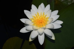 Nymphaea odorata odorata