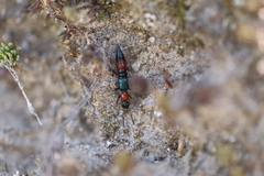 Paederus cruenticollis