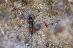 Paederus cruenticollis