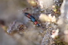 Paederus cruenticollis