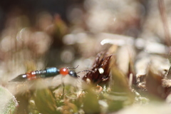 Paederus cruenticollis
