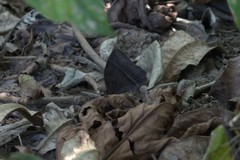 Taygetis rufomarginata