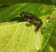 Phyllomedusa burmeisteri