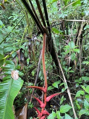 Heliconia ramonensis