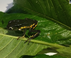 Phyllomedusa burmeisteri