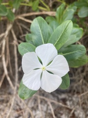 Catharanthus roseus image
